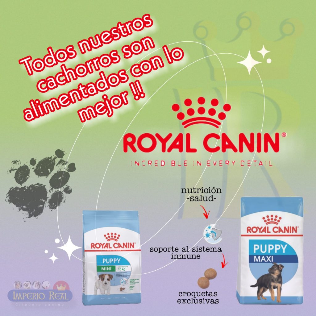 Alimentamos nuestros cachorros con Royal Canin