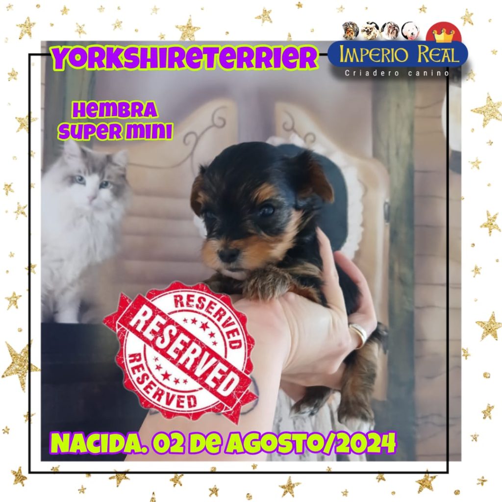 yorkshire hembra super mini