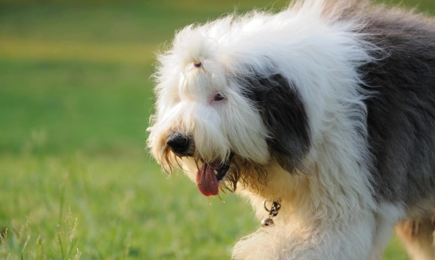 perro bobtail